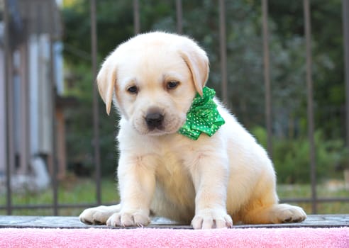 little yellow labrador puppy sitting on pink background