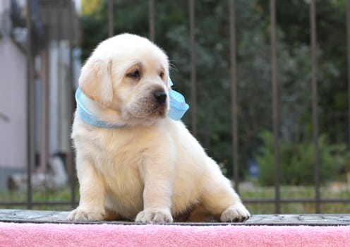 a little yellow labrador puppy sitting on pink background