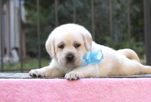 the little yellow labrador puppy sitting on pink background