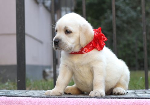 a cute little yellow labrador puppy sitting on pink background