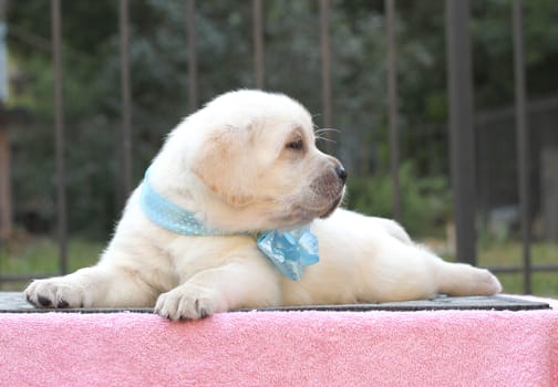 the cute little yellow labrador puppy sitting on pink background