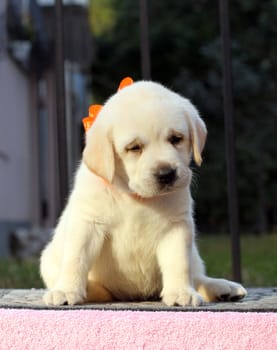 cute little yellow labrador puppy sitting on pink background