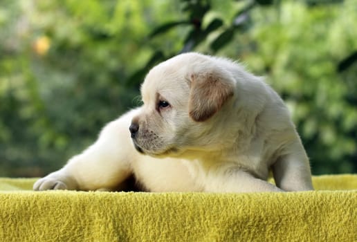 little yellow labrador puppy sitting on yellow background