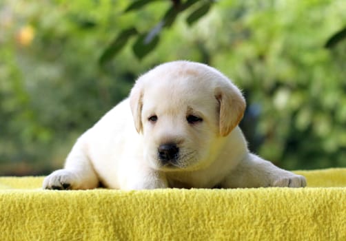 a little yellow labrador puppy sitting on yellow background