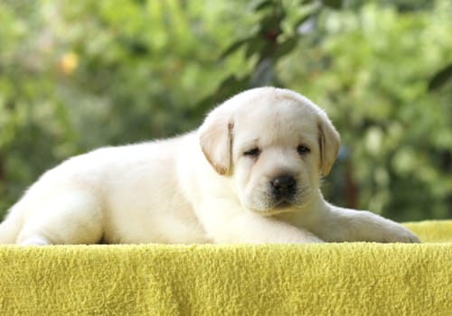 the little yellow labrador puppy sitting on yellow background