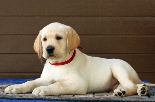 the little yellow labrador puppy sitting on brown background