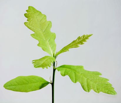 Young plant of oak isolated on white