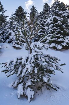 Ziria mountain fir trees covered with snow on a winter day, Korinthia, South Peloponnese, Greece. Ziria is one of the snowiest mountains in Peloponnese (2,374m).