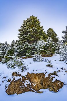 Ziria mountain fir trees covered with snow on a winter day, Korinthia, South Peloponnese, Greece. Ziria is one of the snowiest mountains in Peloponnese (2,374m).