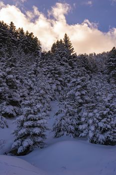 Ziria mountain fir trees covered with snow on a winter day, Korinthia, South Peloponnese, Greece. Ziria is one of the snowiest mountains in Peloponnese (2,374m).