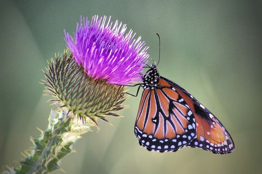 A queen butterfly hangs on to a milk thistle flower with green background.