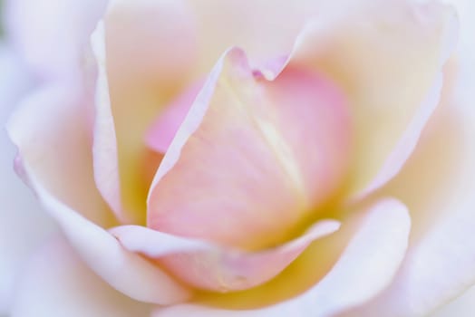 A close-up of a rose with pink and yellow colors.