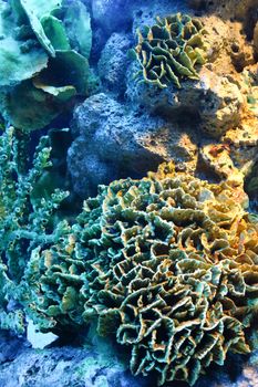 colorful of coral reef close up