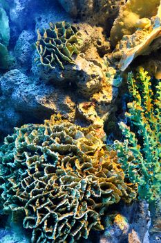 colorful of coral reef close up
