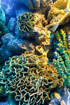 colorful of coral reef close up
