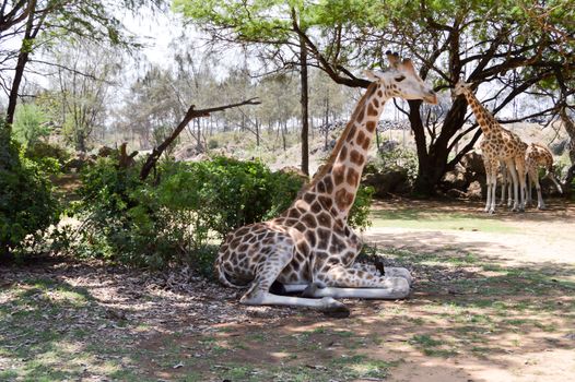 Giraffe sitting in the shade in nature in Bamburi near Mombasa in Kenya