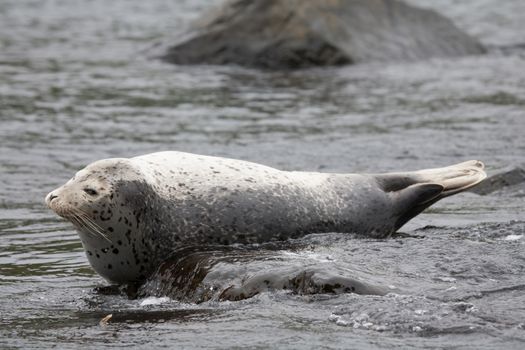 Phoca largha (Larga Seal, Spotted Seal) surface pictures