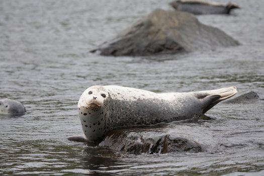 Phoca largha (Larga Seal, Spotted Seal) surface pictures