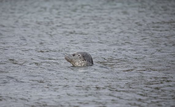 Phoca largha (Larga Seal, Spotted Seal) surface pictures