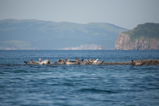 Phoca largha (Larga Seal, Spotted Seal) surface pictures