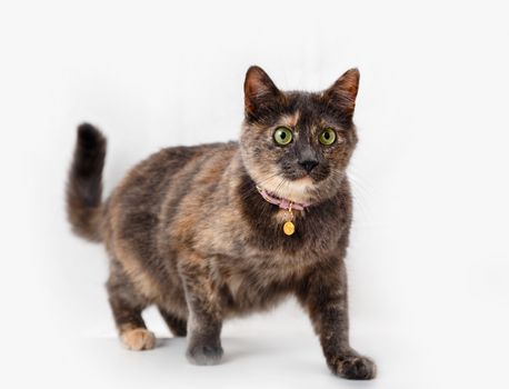 Tortoiseshell cat on a background of light curtains