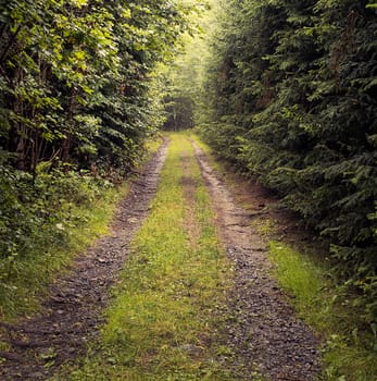 Beaten track or worn path through the warm forest after rain, dark and objectless walkabout, aimless meditative contemplation