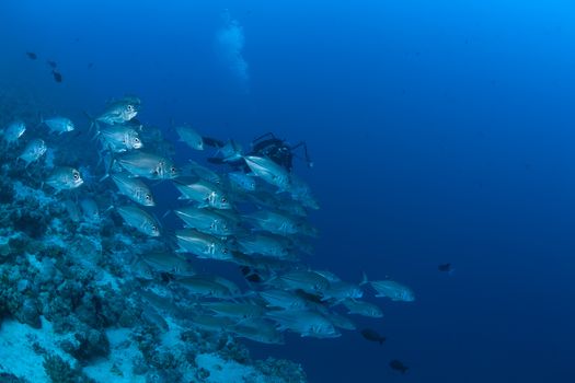 coral life diving Sudan Soudan Red Sea safari