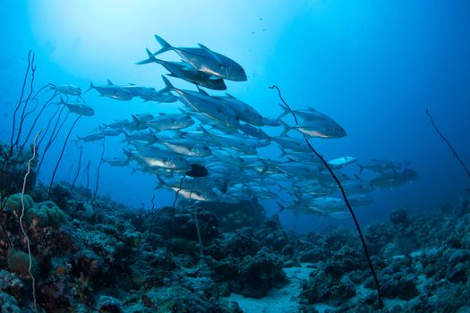 coral life diving Sudan Soudan Red Sea safari