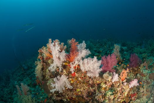 coral life diving Sudan Soudan Red Sea safari