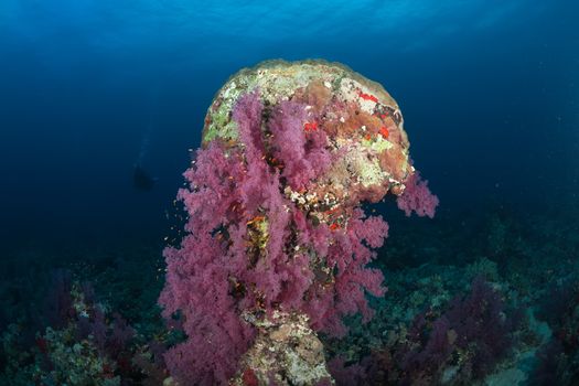 coral life diving Sudan Soudan Red Sea safari