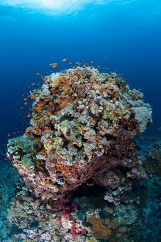 coral life diving Sudan Soudan Red Sea safari