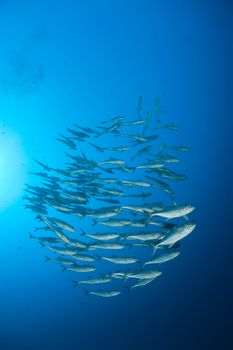 coral life diving Sudan Soudan Red Sea safari