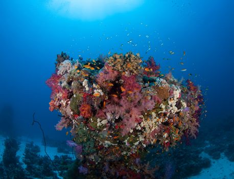 coral life diving Sudan Soudan Red Sea safari