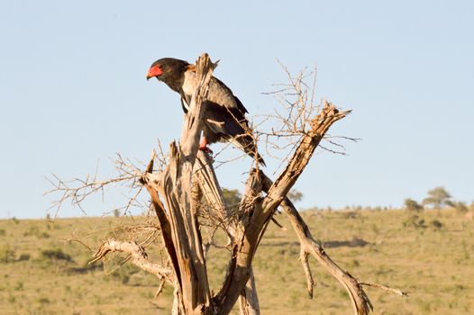 Eagle fasciated on a dead tree in Tsavo West Park in Kenya