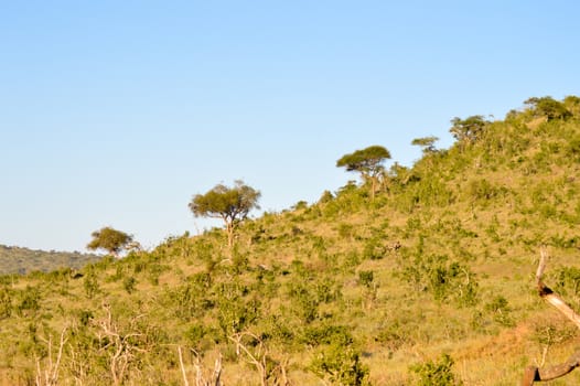 Wooded hill in the savanna of Tsavo West Park in Kenya