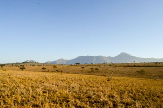 View of the Tsavo East savannah in Kenya with the mountains in the background