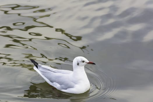 seagull floating on water