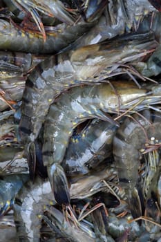 Seafood background, group of fresh shrimp to process, this food is popular Vietnam aquaculture product 