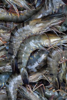 Seafood background, group of fresh shrimp to process, this food is popular Vietnam aquaculture product 