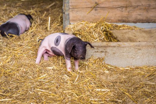 Image with a cute baby pig, from the swabian-hall swine breed, in a small ranch from southern Germany.