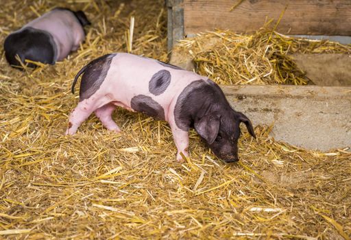 Image with a two weeks old piglet, Swabian-hall swine breed,  from a small german farm.