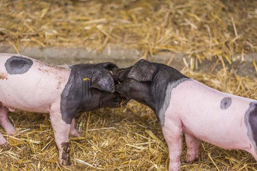 Funny animal photography with two german breed piglets playing in their coop from a small farm