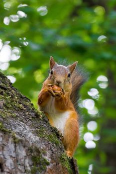 the photograph shows a squirrel on a tree