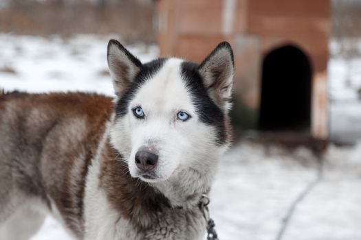 Dog Huskies tied in the yard