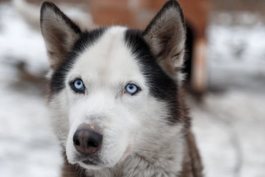 Dog Huskies tied in the yard