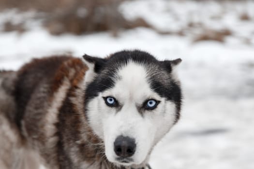 Dog Huskies tied in the yard