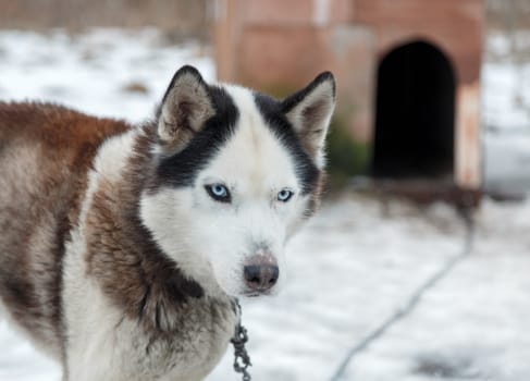 Dog Huskies tied in the yard