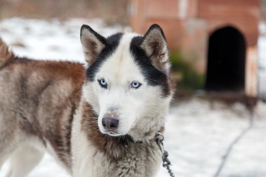 Dog Huskies tied in the yard