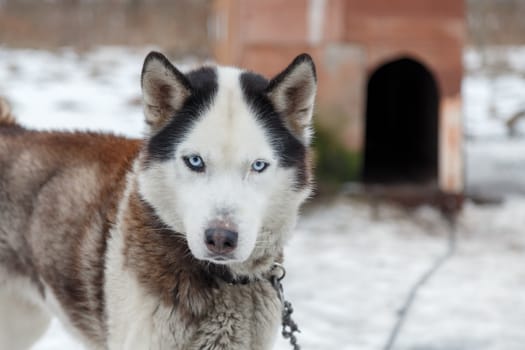 Dog Huskies tied in the yard