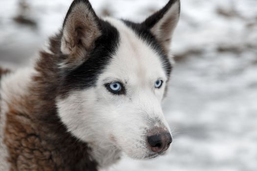 Dog Huskies tied in the yard